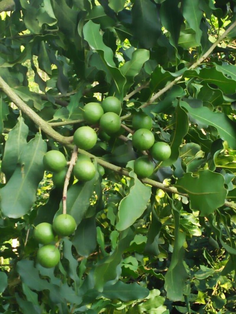 澳洲坚果夏威夷果成熟了