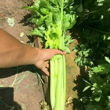 西芹