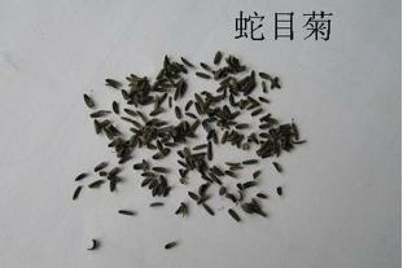 蛇目菊种子发芽快花期长花色漂亮