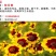 蛇目菊种子发芽快花期长花色漂亮