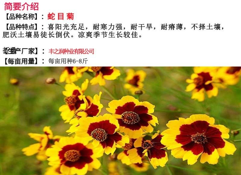 蛇目菊种子发芽快花期长花色漂亮