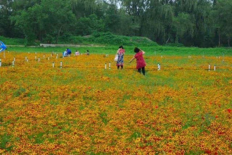 蛇目菊种子发芽快花期长花色漂亮