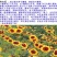蛇目菊种子发芽快花期长花色漂亮
