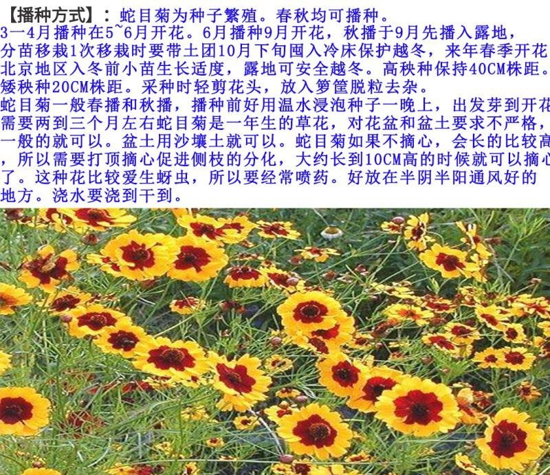 蛇目菊种子发芽快花期长花色漂亮