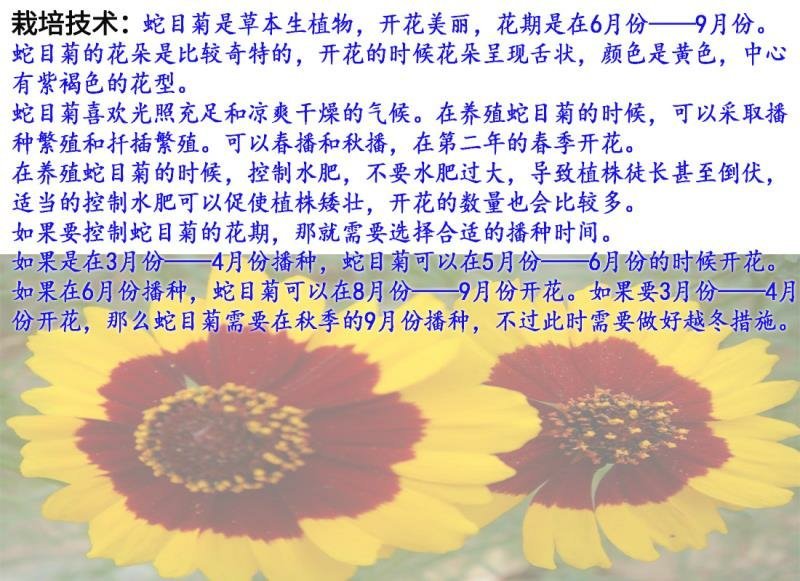 蛇目菊种子发芽快花期长花色漂亮