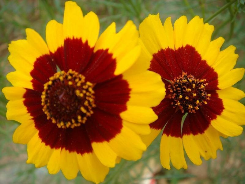 蛇目菊种子发芽快花期长花色漂亮