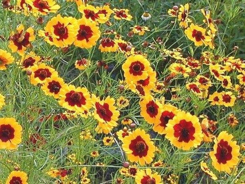 蛇目菊种子发芽快花期长花色漂亮