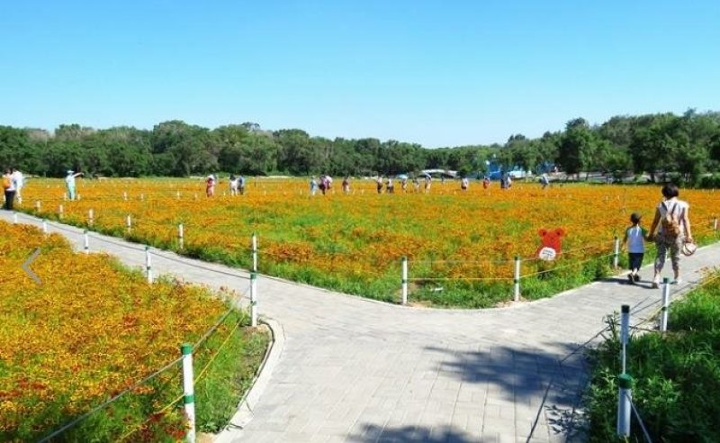 蛇目菊种子发芽快花期长花色漂亮