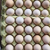 黑凤土鸡蛋，50-60克，颜色靓丽