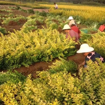 金叶女贞30-50厘米高绿化苗