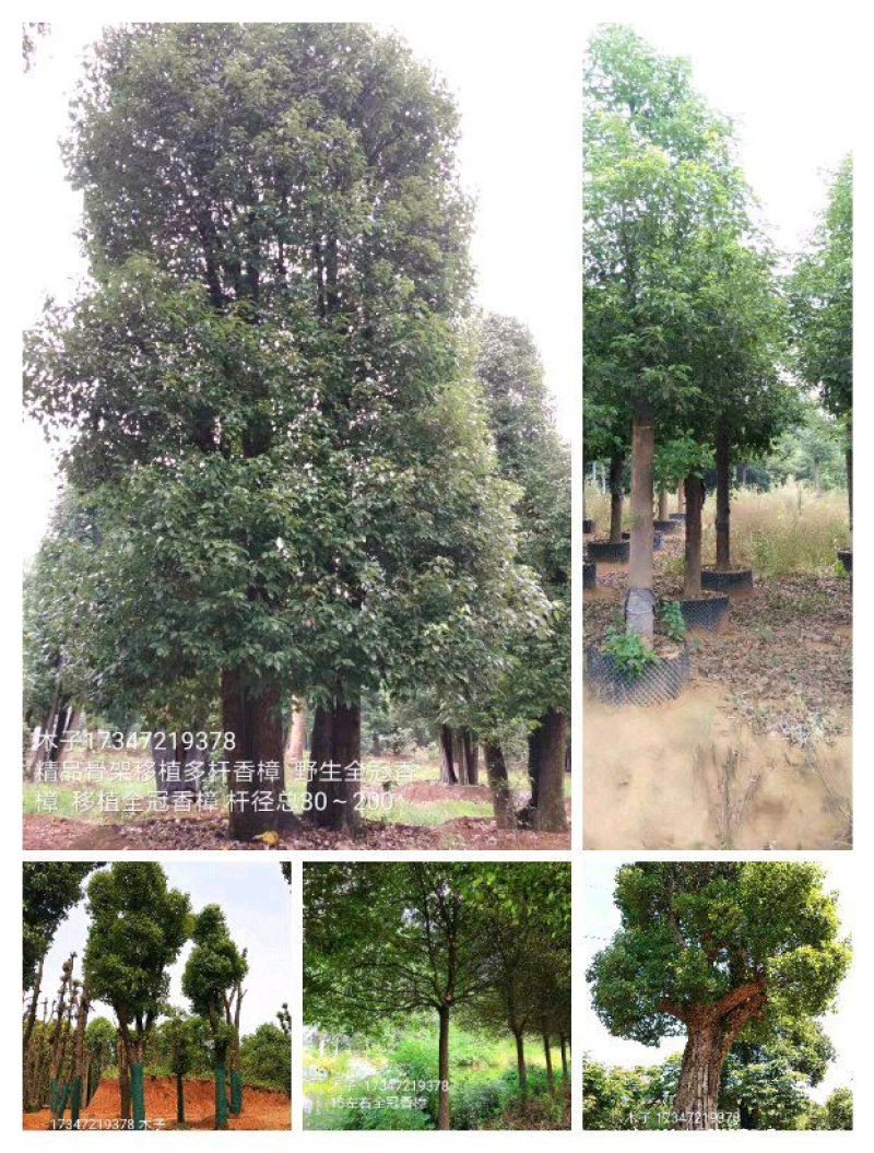香樟桂花广玉兰朴树湖南益阳质量保证手续齐全