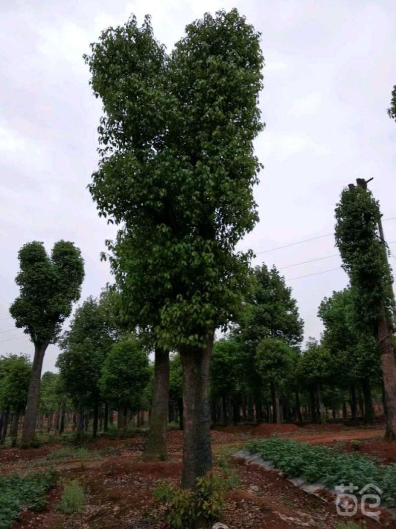 香樟栾树桂花广玉兰朴树乐昌含笑水杉