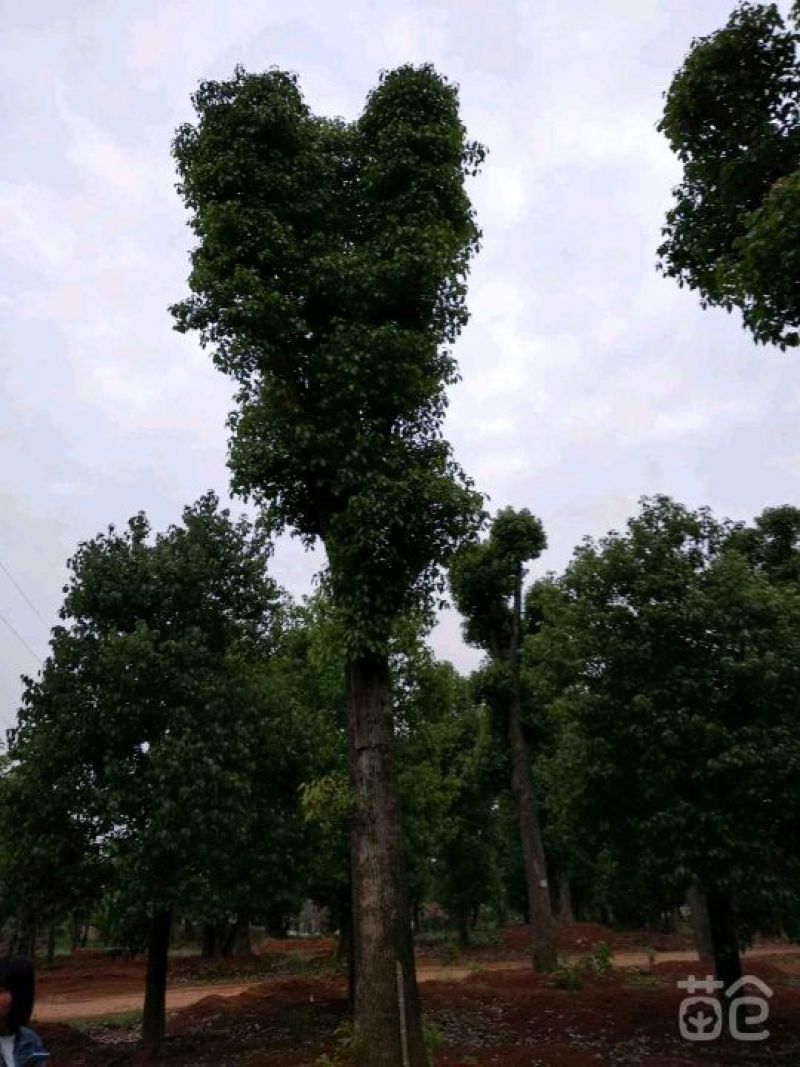 香樟栾树桂花广玉兰朴树乐昌含笑水杉