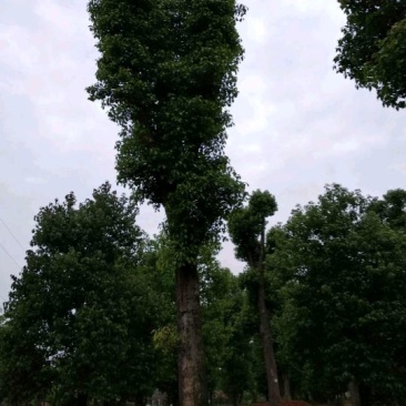 香樟栾树桂花广玉兰朴树乐昌含笑水杉