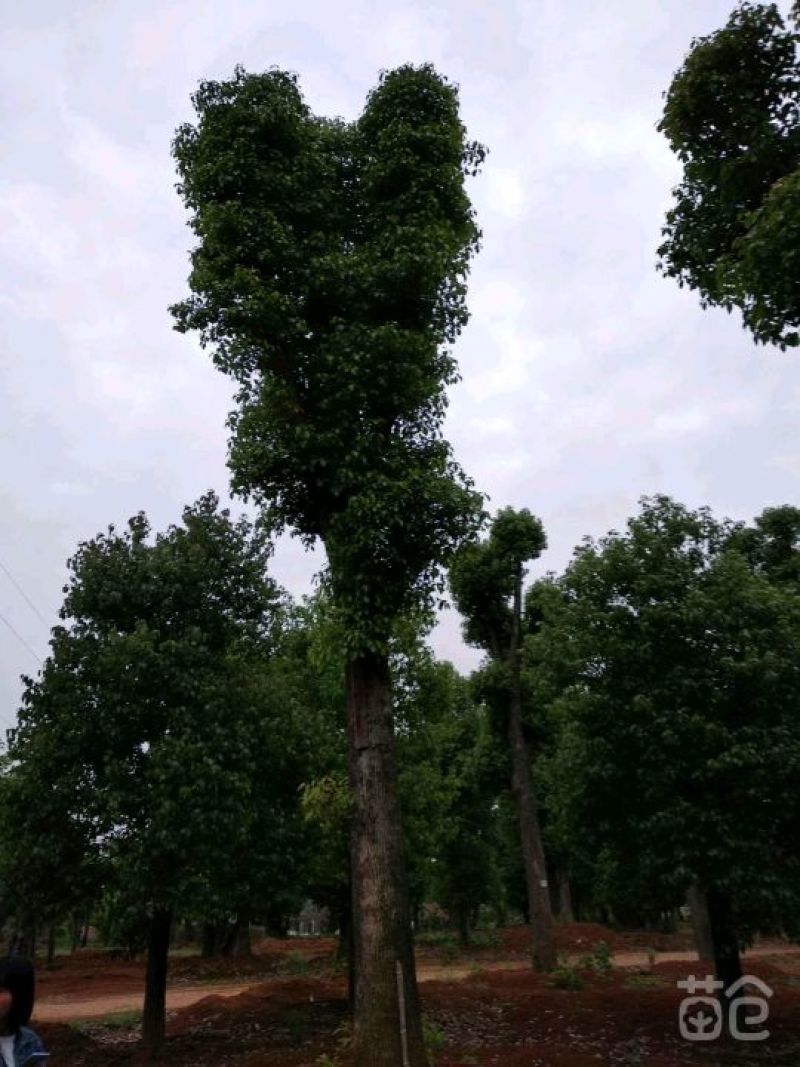 香樟栾树桂花广玉兰朴树乐昌含笑水杉