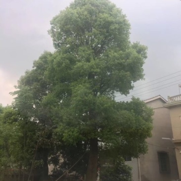 20-80移栽多杆骨架香樟
