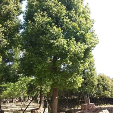 大香樟20-100移栽大骨架香樟