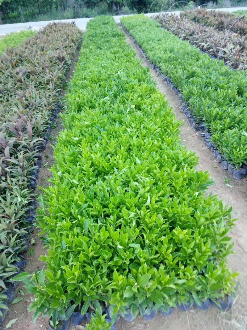 非洲茉莉