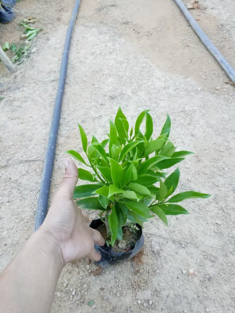 非洲茉莉