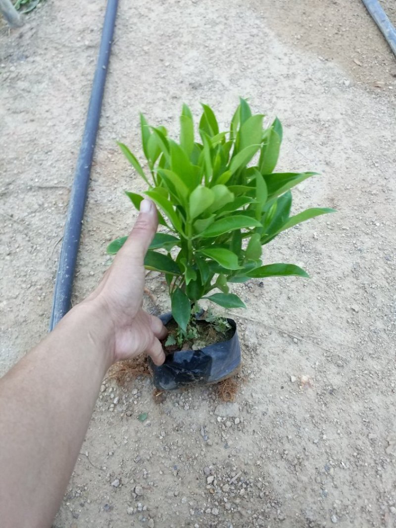 非洲茉莉