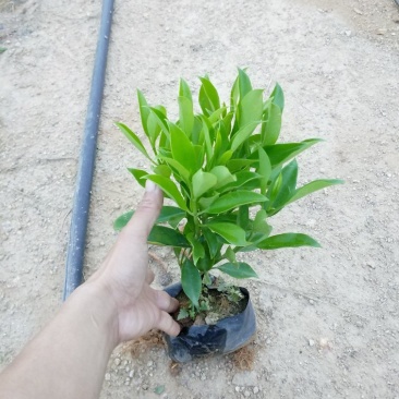 非洲茉莉