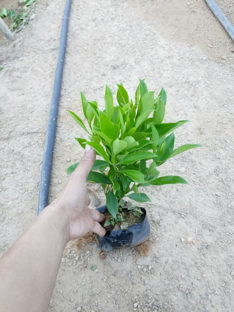 非洲茉莉