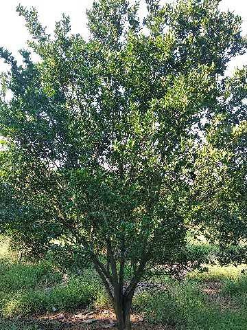 丛生多杆香橼香泡碰柑胡柚碰柑蜜橘子树移植原生袋苗