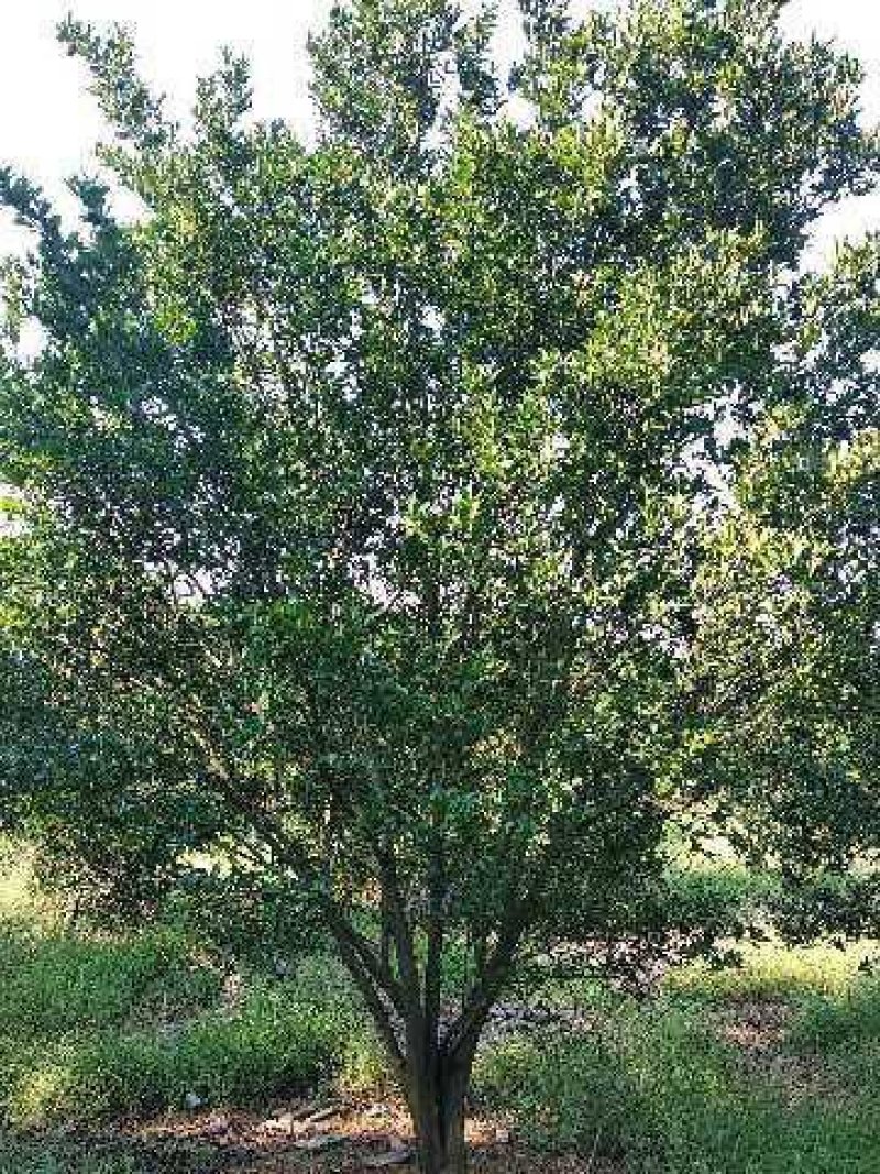 丛生多杆香橼香泡碰柑胡柚碰柑蜜橘子树移植原生袋苗
