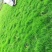 马尼拉，百慕大草坪