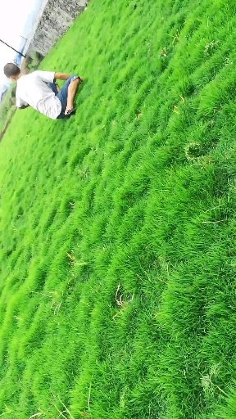 马尼拉，百慕大草坪