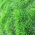 马尼拉，百慕大草坪