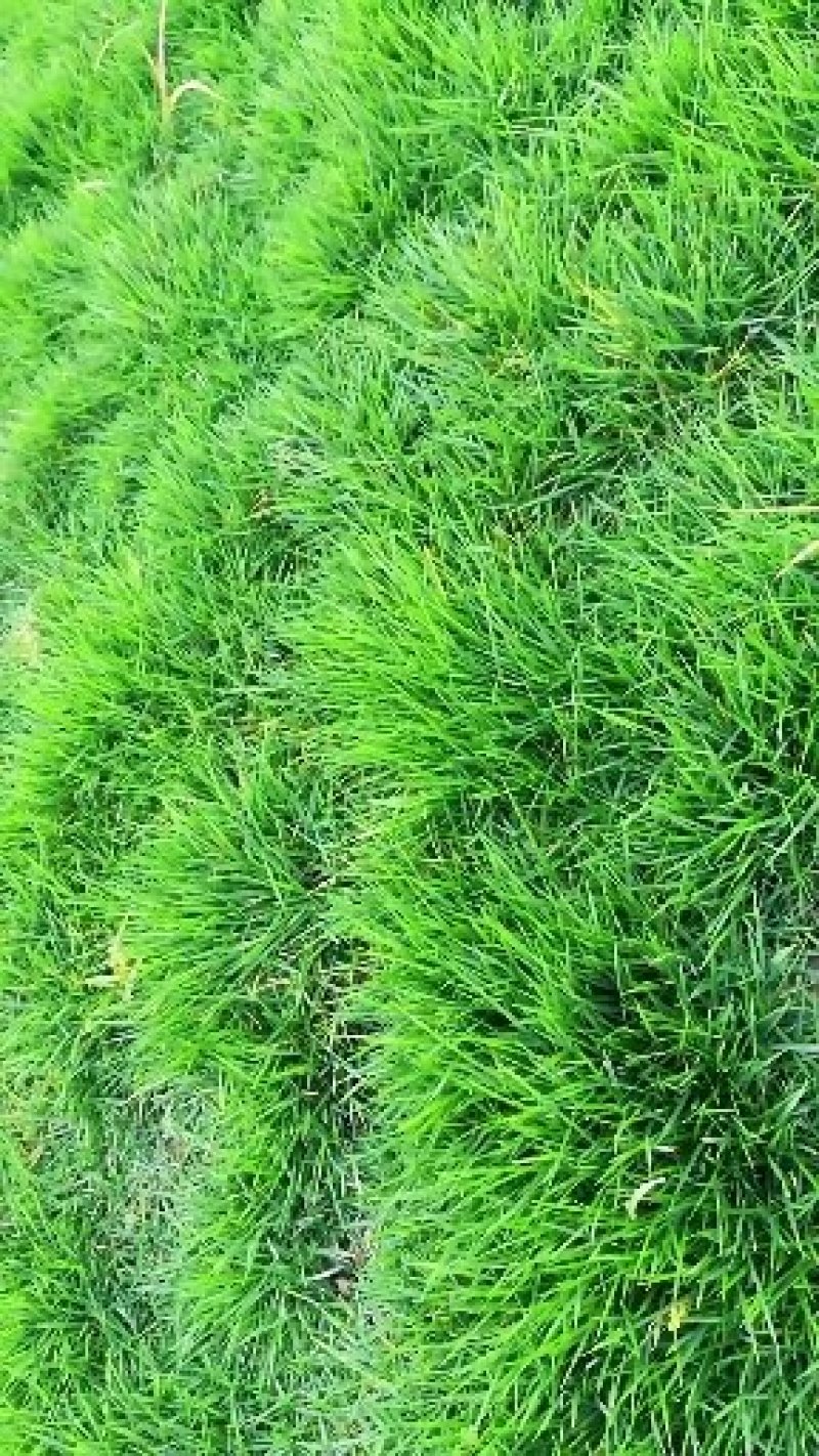 马尼拉，百慕大草坪