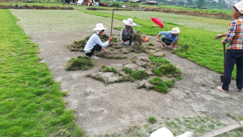 马尼拉，百慕大草坪
