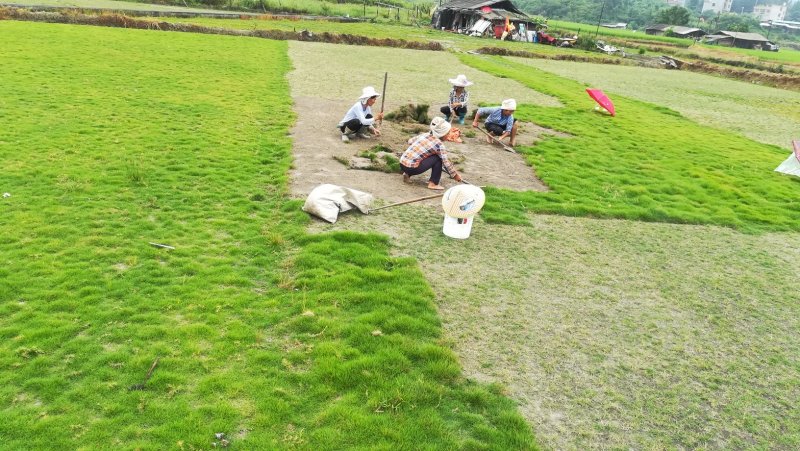 马尼拉，百慕大草坪