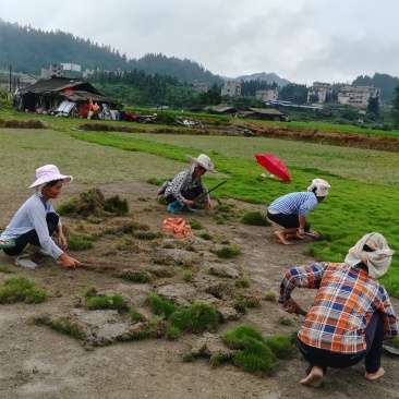 马尼拉，百慕大草坪