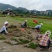 马尼拉，百慕大草坪