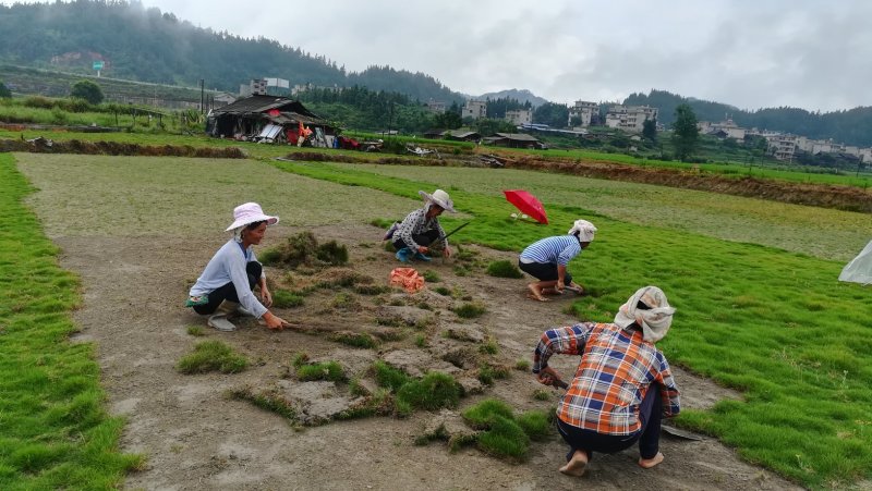马尼拉，百慕大草坪
