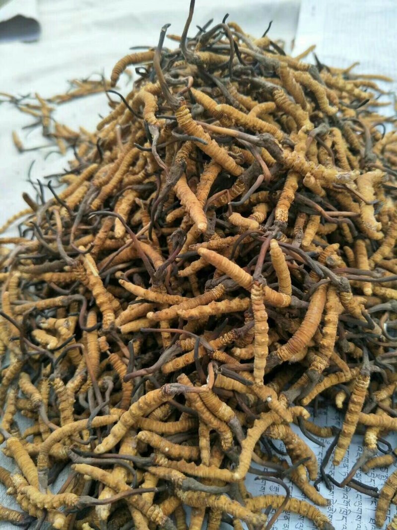 虫草