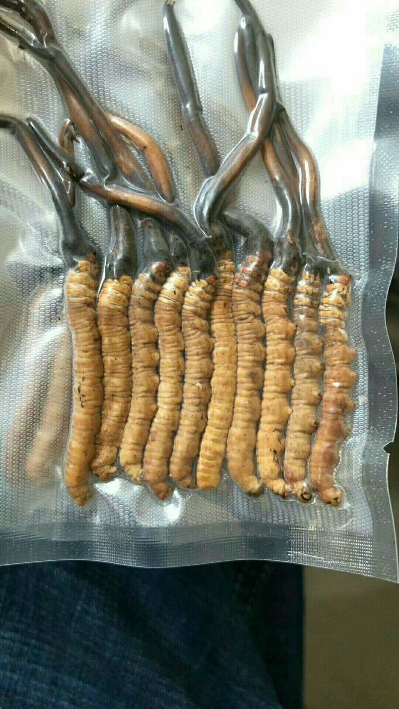 虫草