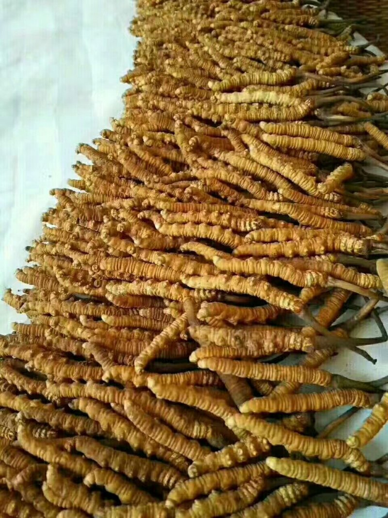 虫草