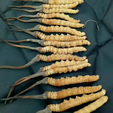 虫草