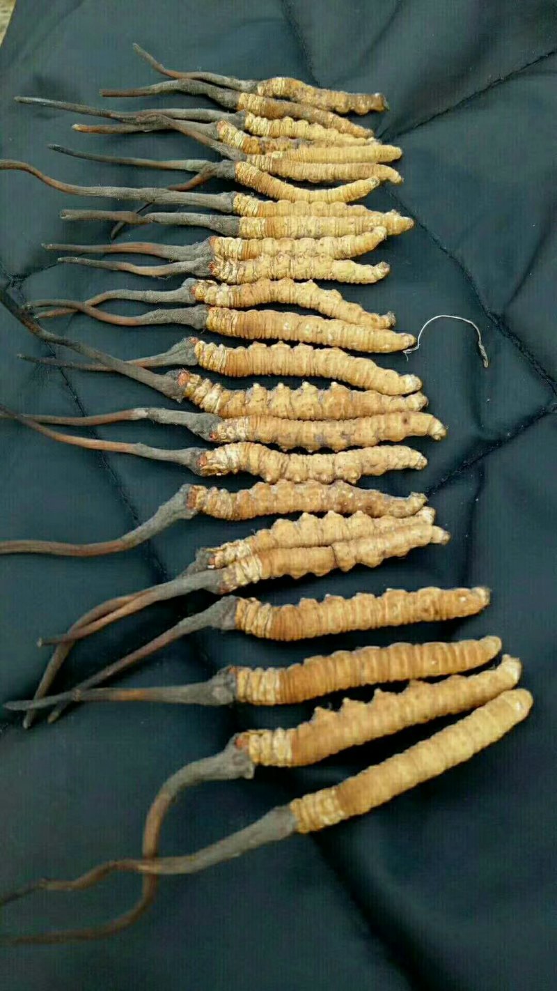 虫草