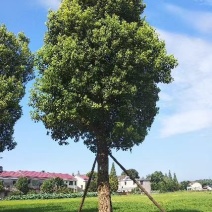 香樟丛生香樟多杆香樟多头香樟全冠香樟基地直供