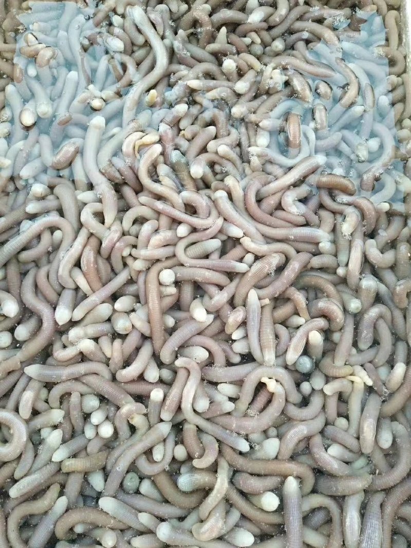 沙虫