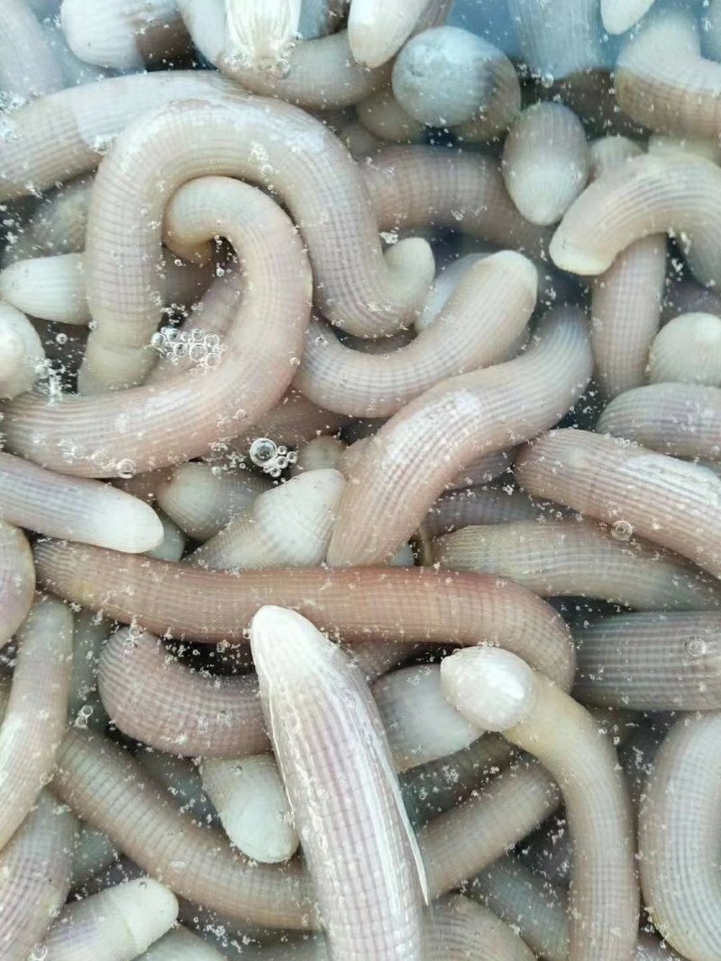 沙虫