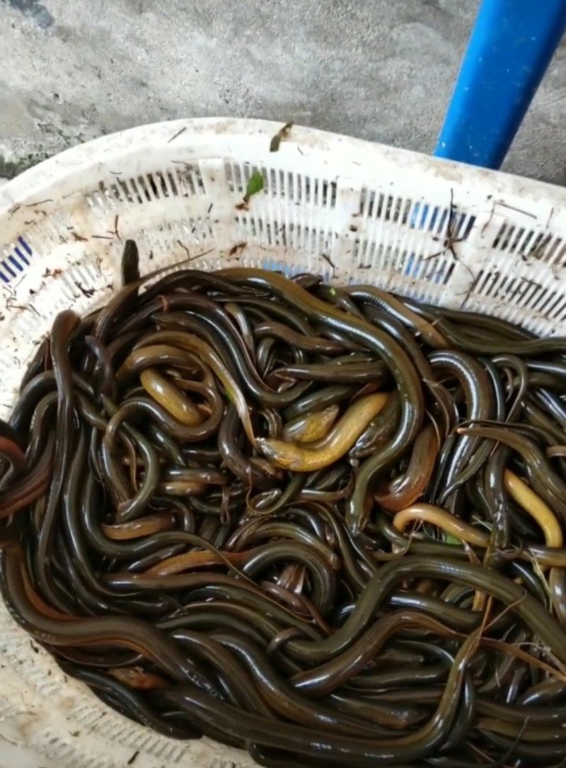 黄鳝