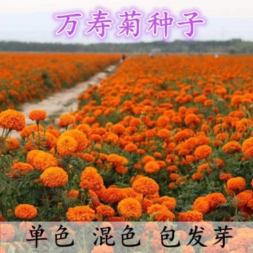 万寿菊种子矮生多年生花籽万寿菊秋天花四季种户外庭院花海秋