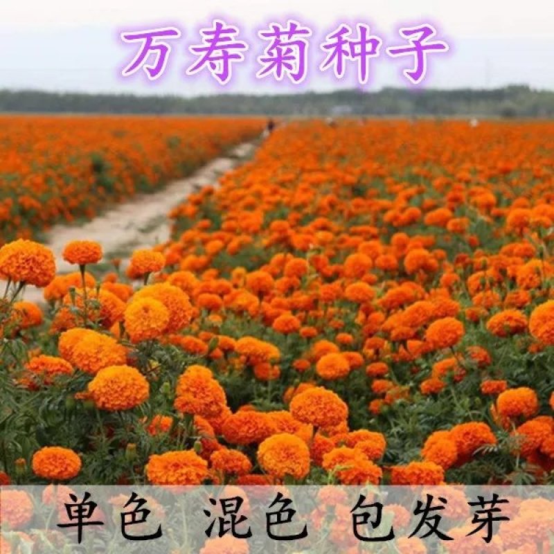 万寿菊种子矮生多年生花籽万寿菊秋天花四季种户外庭院花海秋