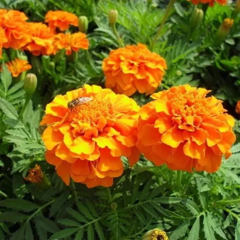 万寿菊种子矮生多年生花籽万寿菊秋天花四季种户外庭院花海秋