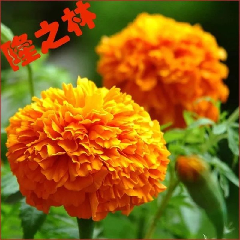 万寿菊种子矮生多年生花籽万寿菊秋天花四季种户外庭院花海秋